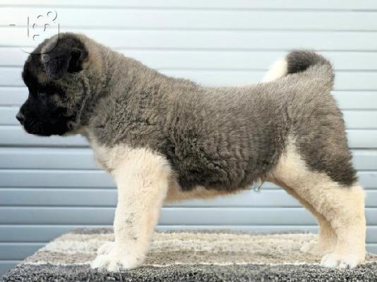 American Akita, διαθέσιμα κουτάβια